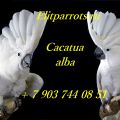 Белохохлый какаду (Cacatua alba) - ручные птенцы из питомников Европы