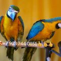 Сине желтый ара (ara ararauna) - ручные птенцы из питомников Европы